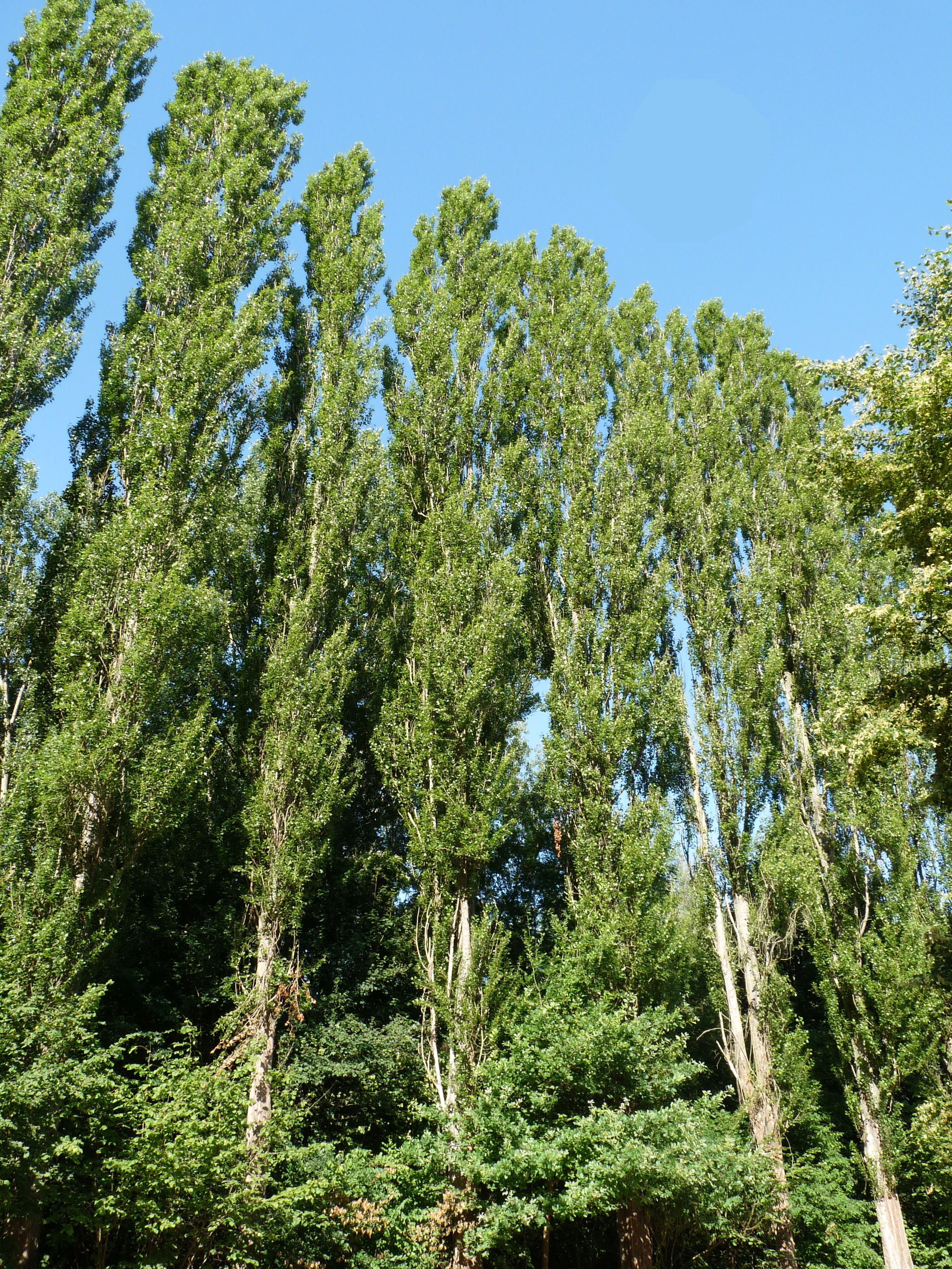 Odoo- Echantillon n° 3 pour trois colonnes